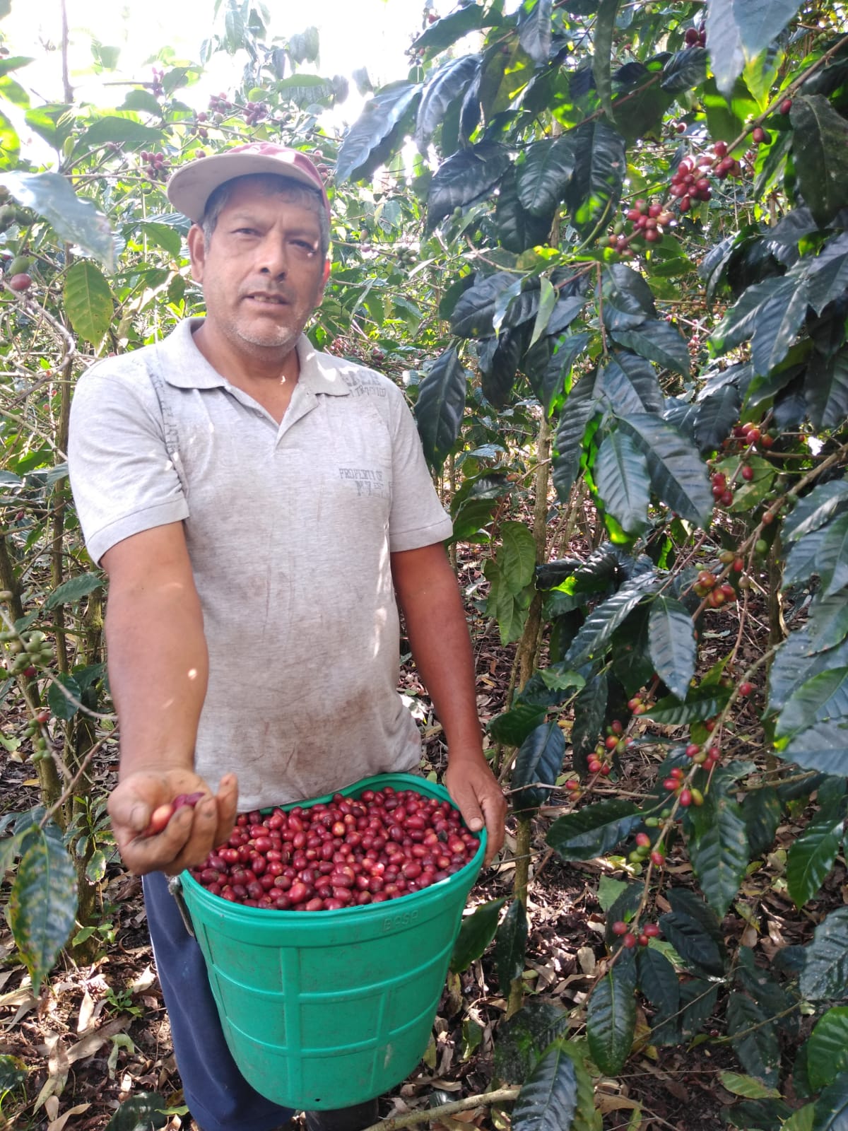 Maragogipe Deluxe - Café de especialidad 1kg Alborada Cafe